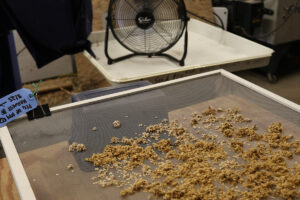 A bunch of 'Peg O' My Heart' tomato seeds spread on a window screen to dry in front of a fan