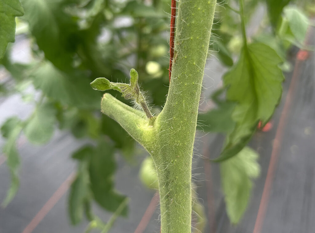 A closeup of a tomato sucker forming the main plant stem branches