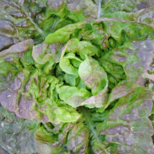 A close up of a head of lettuce