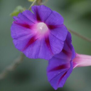 Two purple flowers with pink stripes