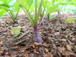 A purple radish with green foliage growing in mulched ground with several more radishes growing in the background