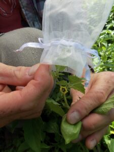 Close up of hands putting a bag over a plant.