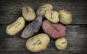 A group of potatoes grown in varying in color and size on a wooden surface, with their varieties labeled with black marker.