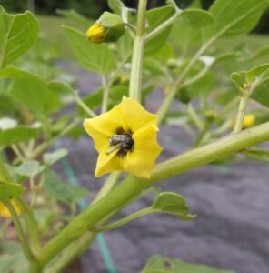 yellow flower