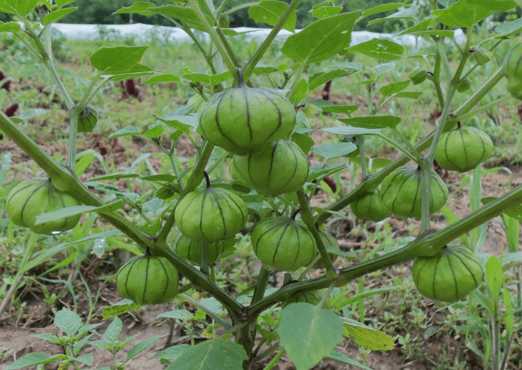 blog.seedsavers.org