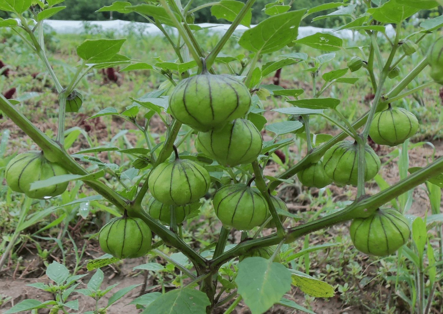 Tomatillo plant