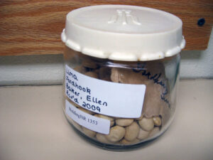 Light tan lima bean seeds inside a glass jar with a white lid