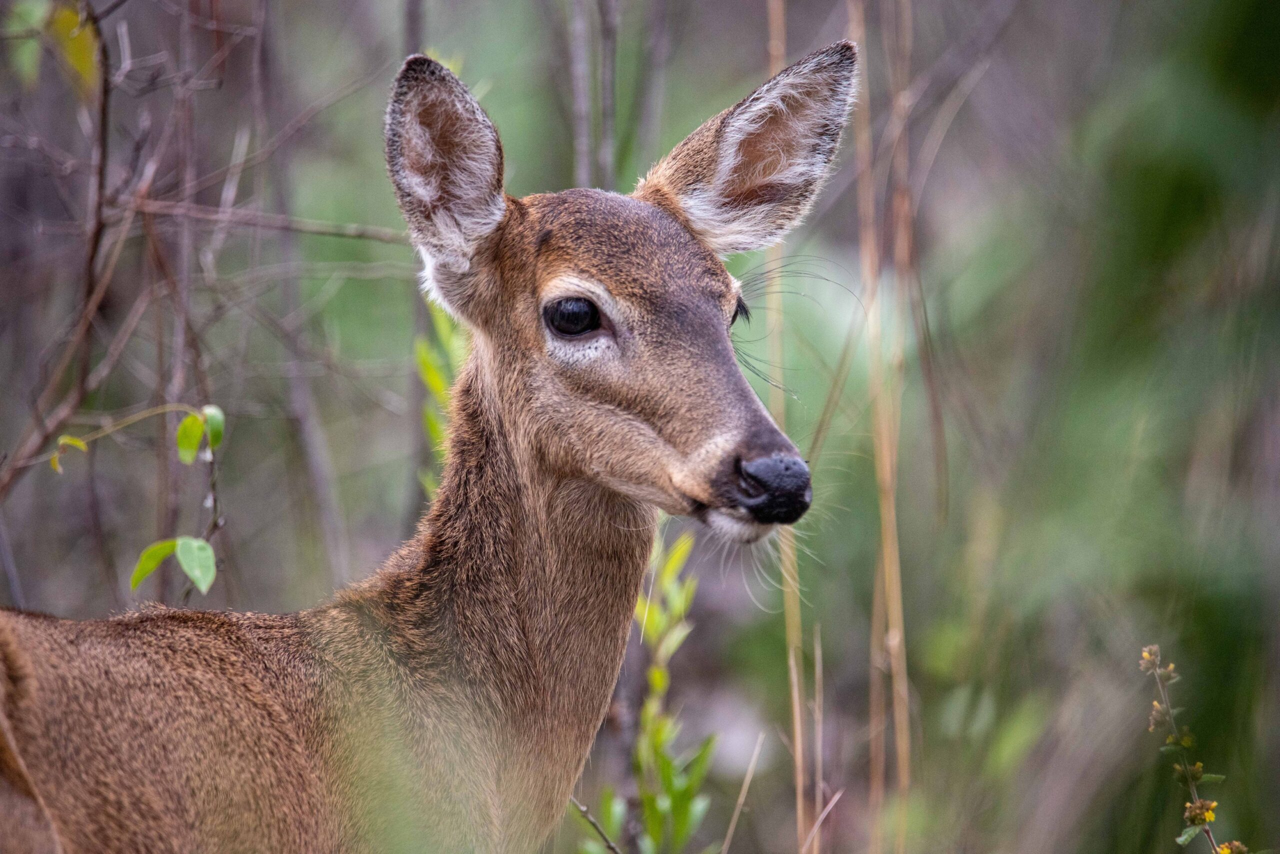 How to build an inexpensive but effective deer fence - SeedSavers