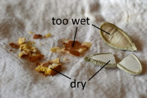 A variety of several broken or crushed seeds on a paper towel, labeled as either "too wet" or "too dry".