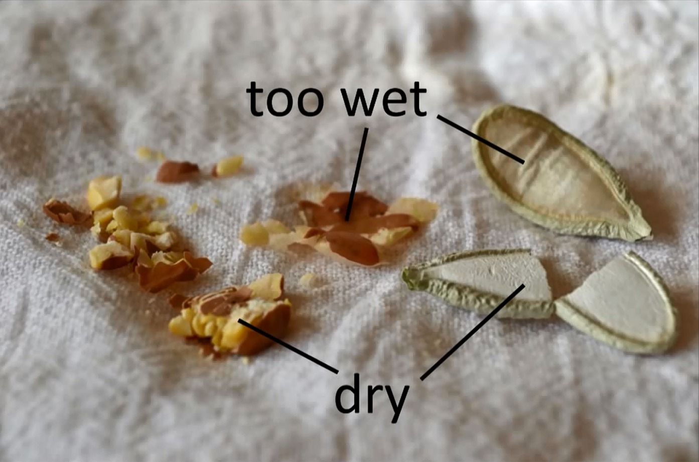 A several broken squash seeds and crushed corn kernels on a paper towel, labeled as either "too wet" or "too dry".