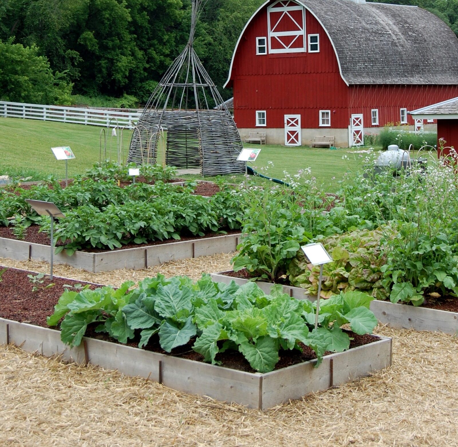 Three raised garden beds with many green plants with a teepee and barn in the background