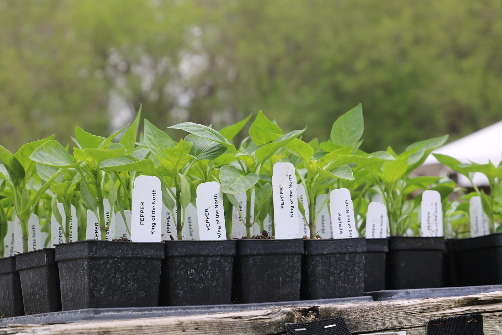 plant_sale11