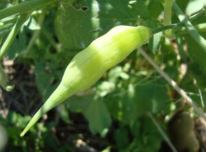 A small light-green bean pod growing surrounded by green foliage