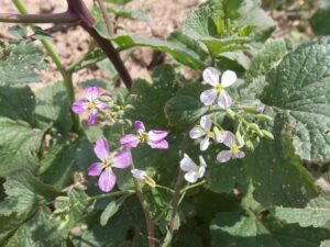 Small purple flowers with green seed pods grow from large green foliage