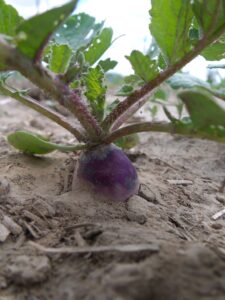 A purple radish with green foliage sticking up above the soil.