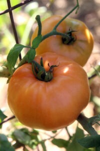 Two orange tomatoes hanging from a plant growing on a trellis.