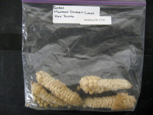 A ziplock bag with several small dry ears of corn