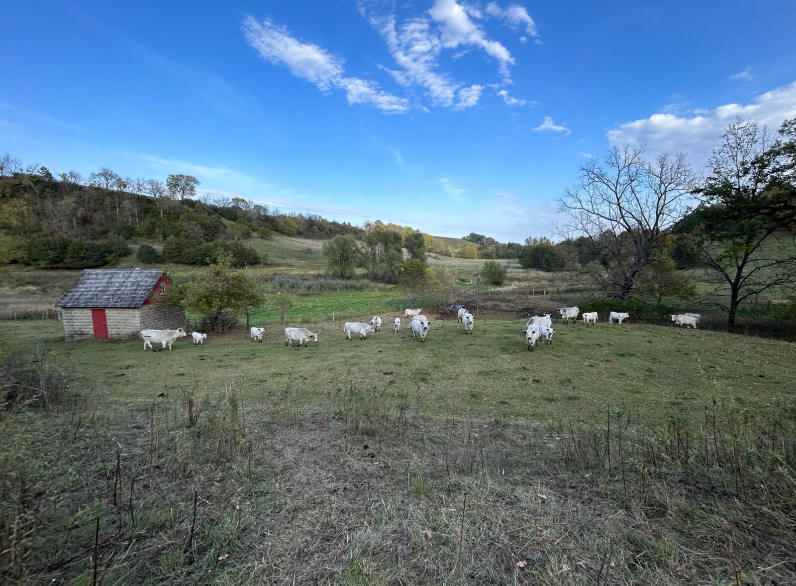 Several white cows graze a large open field next to a small red building