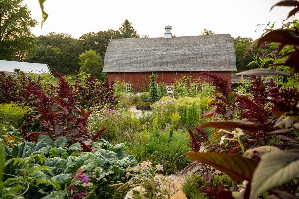 A large garden with many leafy green plants and flowers with a barn in the background