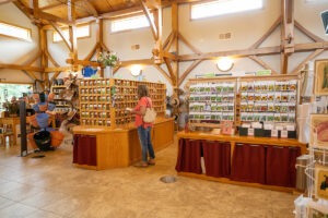 A room with wooden beams and many displays of seed packets and plant pots, with a woman shopping in the middle.