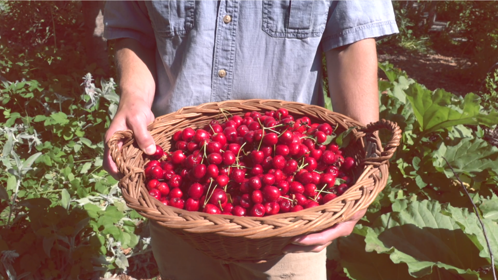 A person holds a basket filled with red cherries
