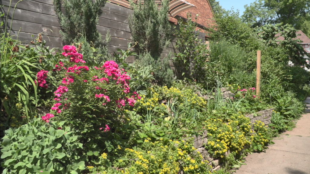 Many lush plants and flowers grow alongside a brick house next to a sidewalk