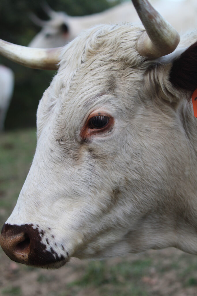 A close-up of a white cattle's head, with large twisted horns, and reddish nose and eye