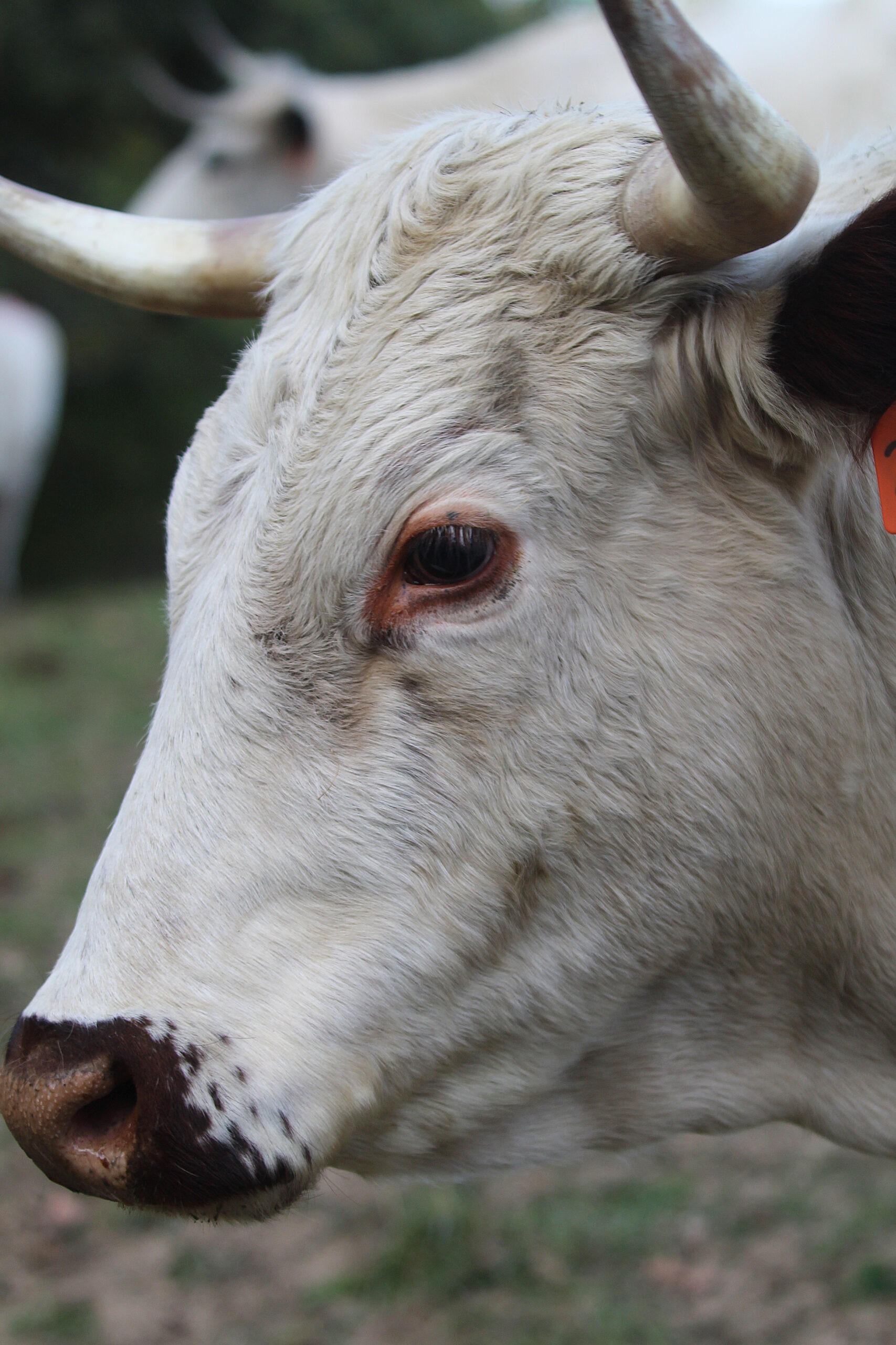 Meet the Ancient White Park Cattle of Heritage Farm - SeedSavers