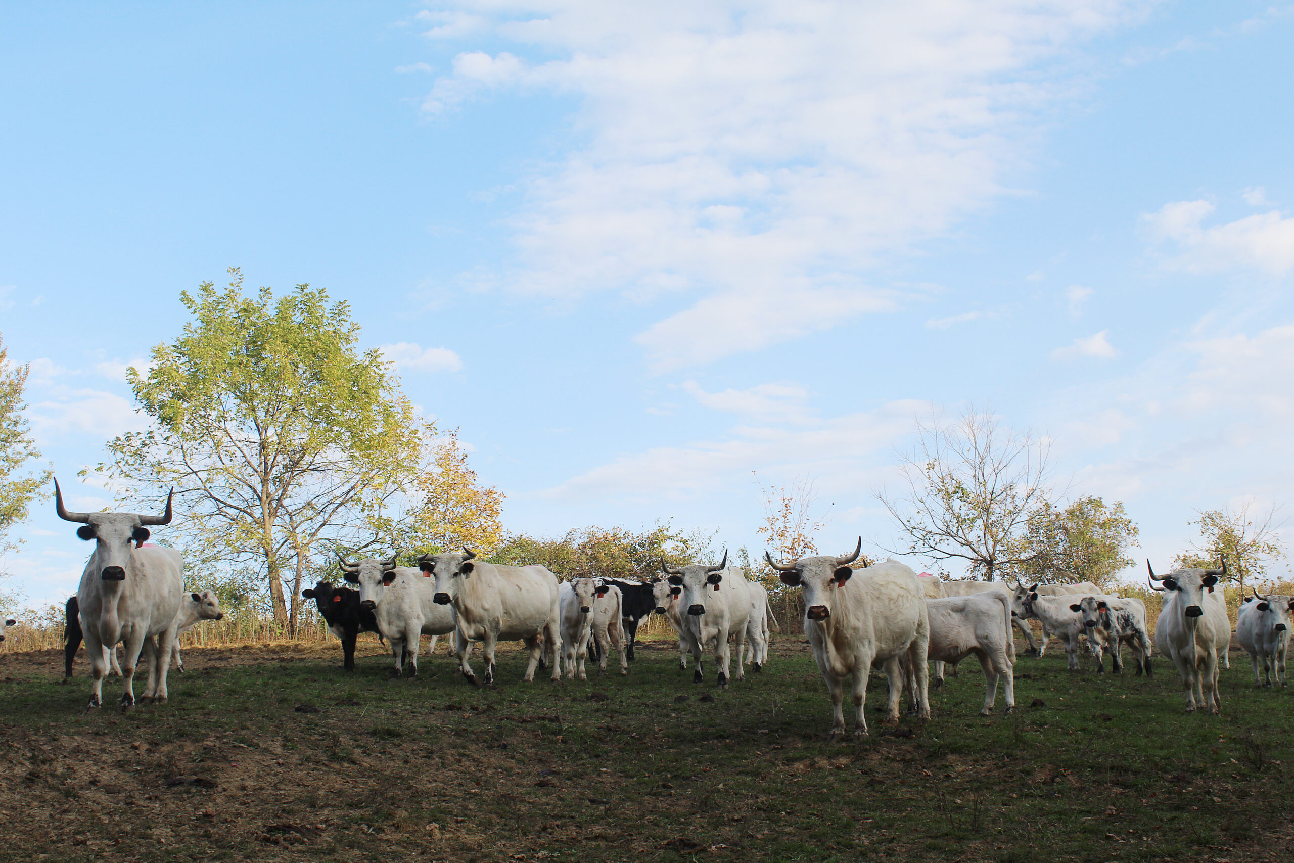 Many white and some black cattle stand in a field