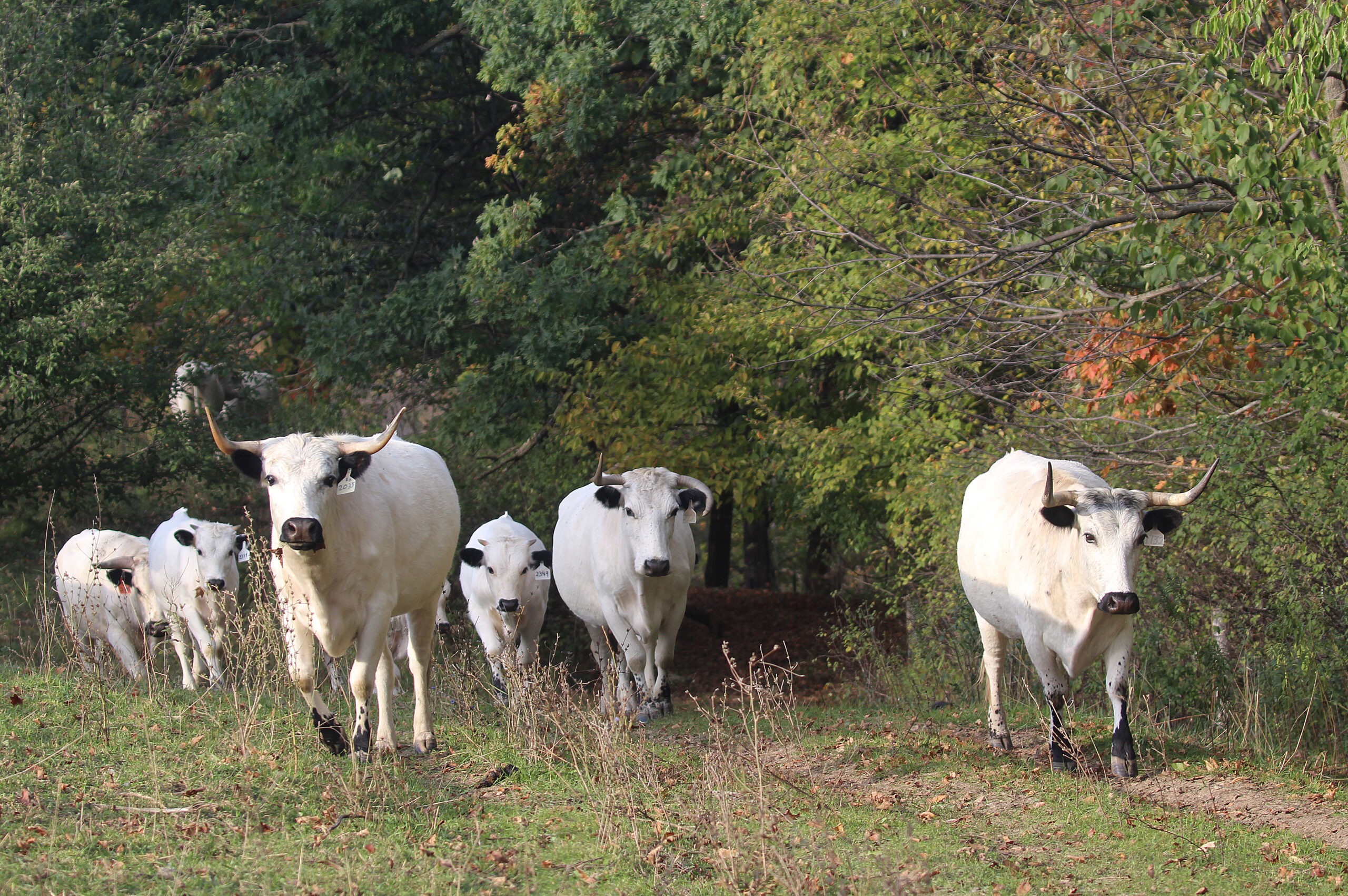 Several white cattle walk toward the viewer, in front of trees