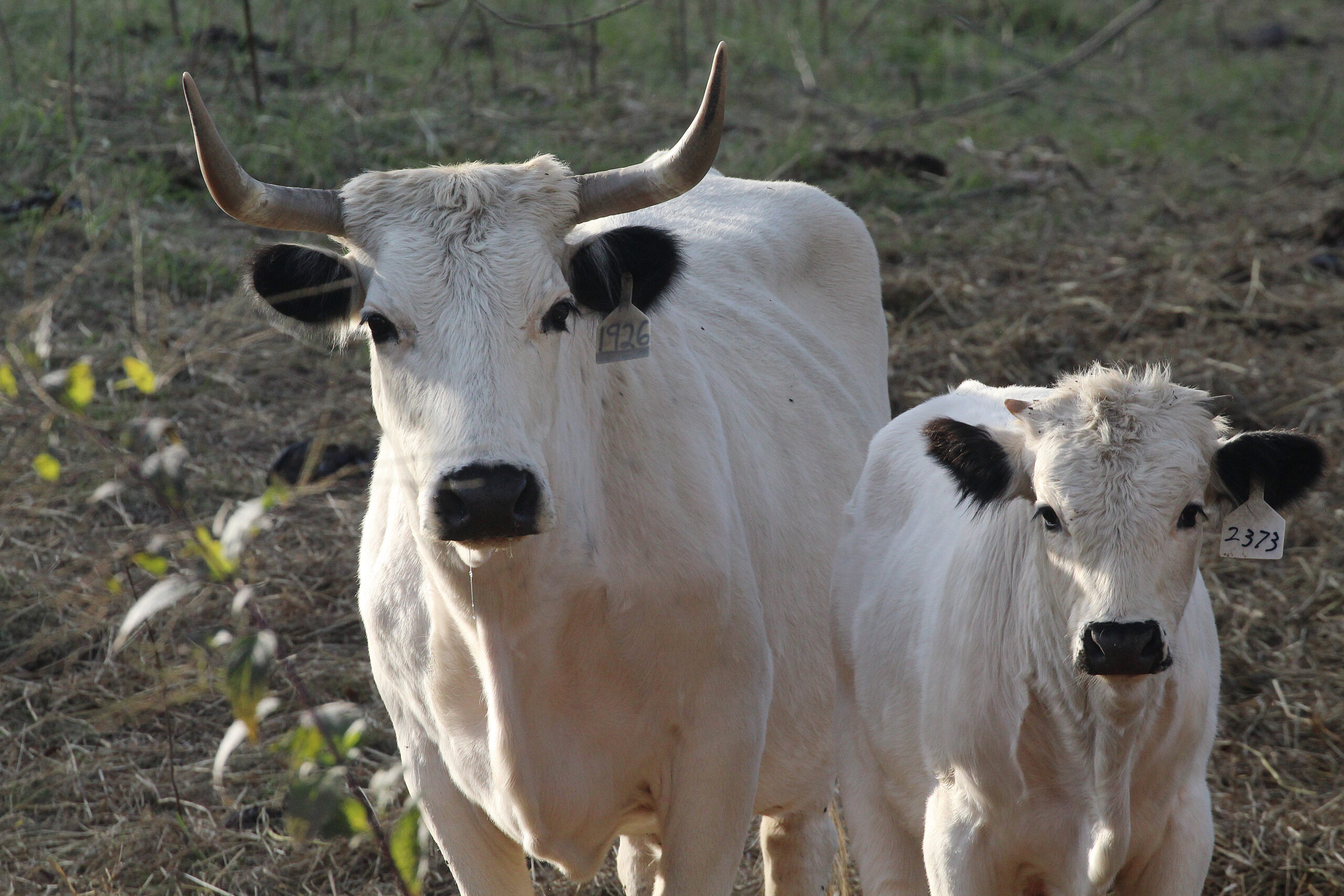 A white cow and calf stand next to each other and look at the camera