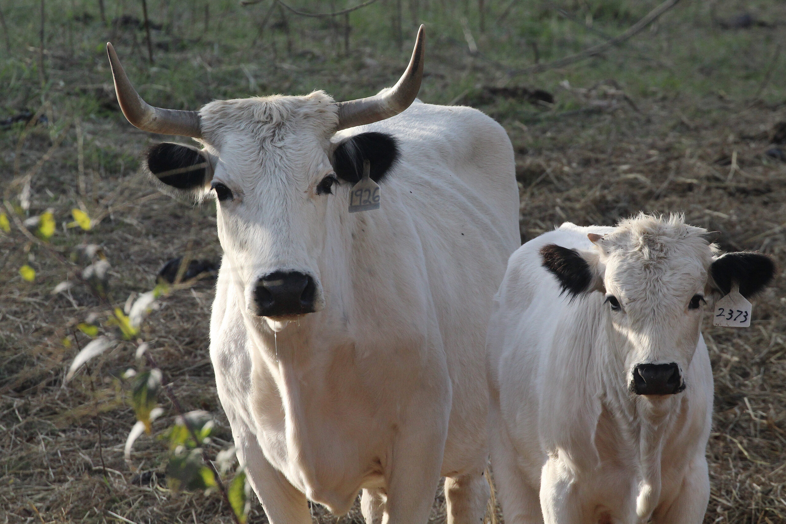 Home on the range, where mini-cows roam