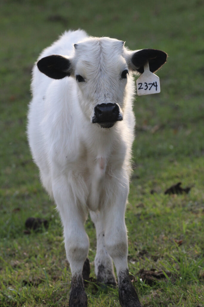 A small white cattle calf on a field