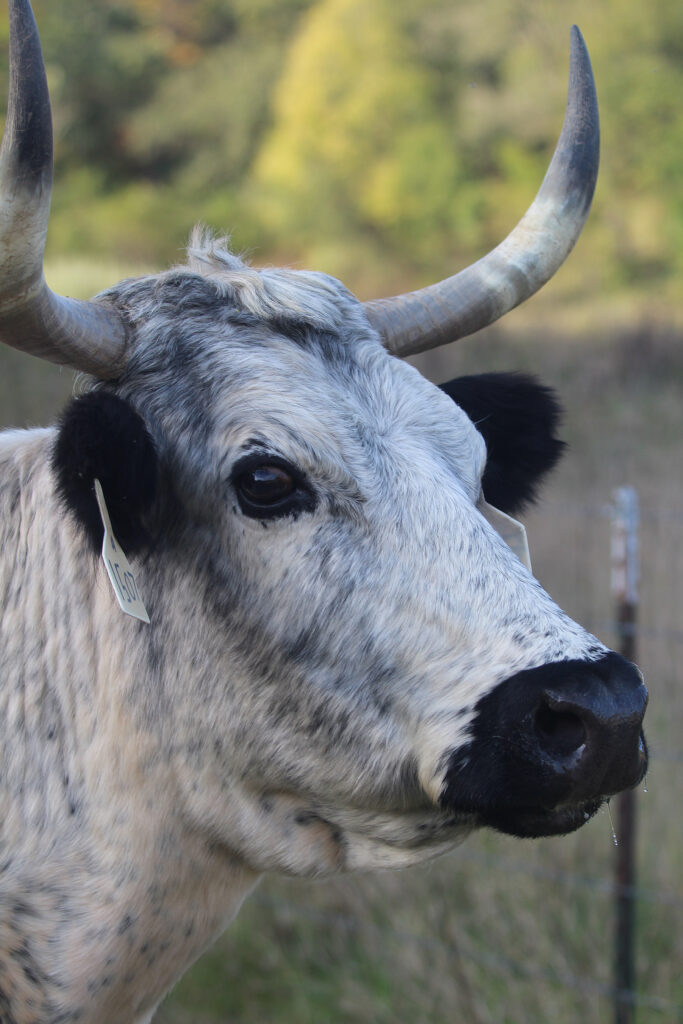 A close-up of a white cow with blue-ish speckles in its fur and wide horns