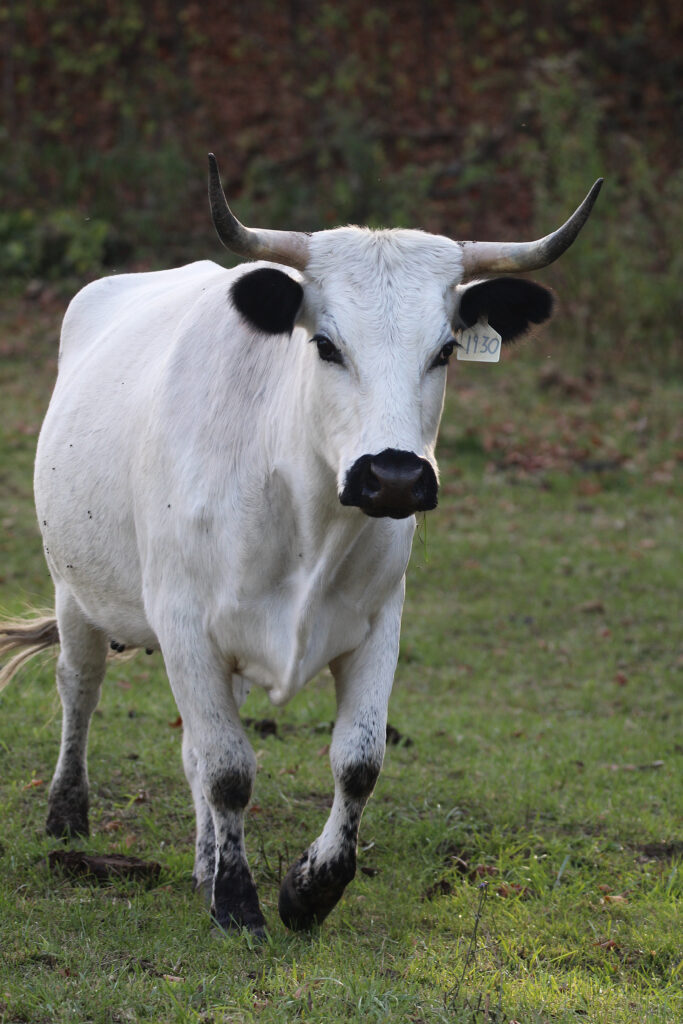 A white cow with wide horns walks in a field