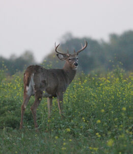 A buck with large antlers stands in a flowering field