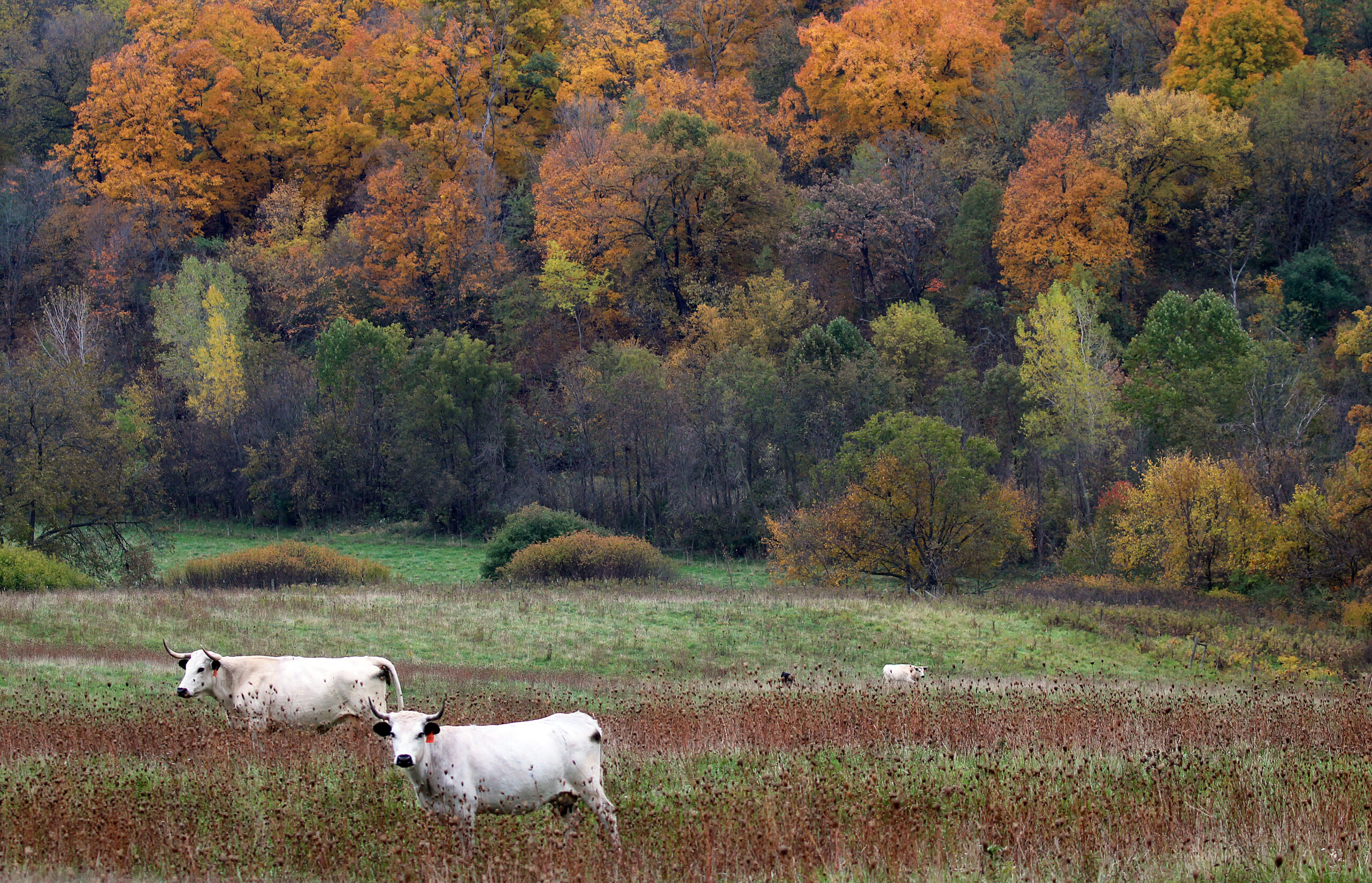 Several white cattle in a field with bright orange-colored trees in the distance