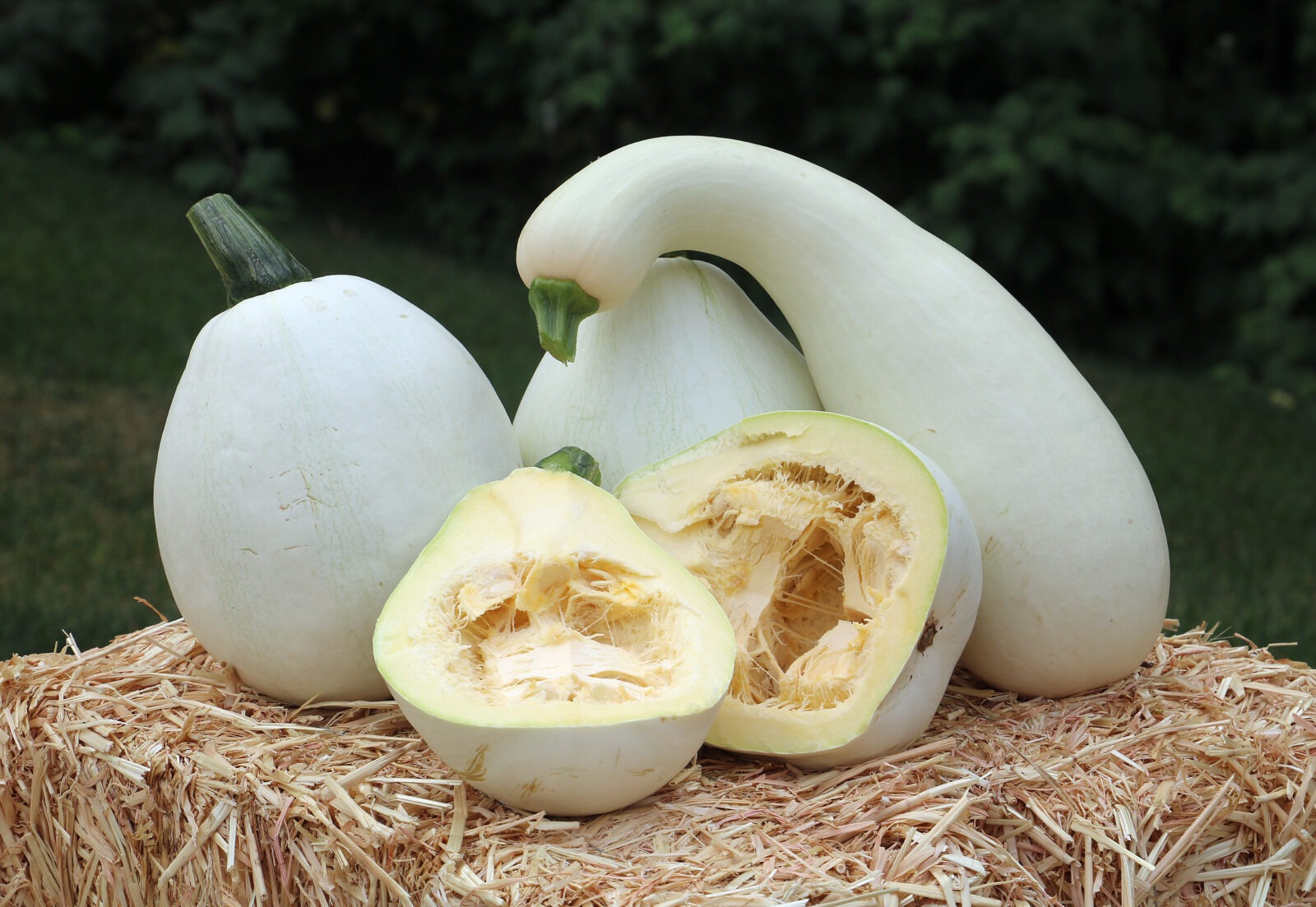 three white squash with long goosenecks and one halved white squash on a straw surface