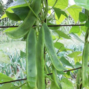 A close-up shot of long, green lima beans growing on a wire trellis