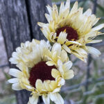 Two flowers with large brown centers and many white and yellow leaves in front of a fence