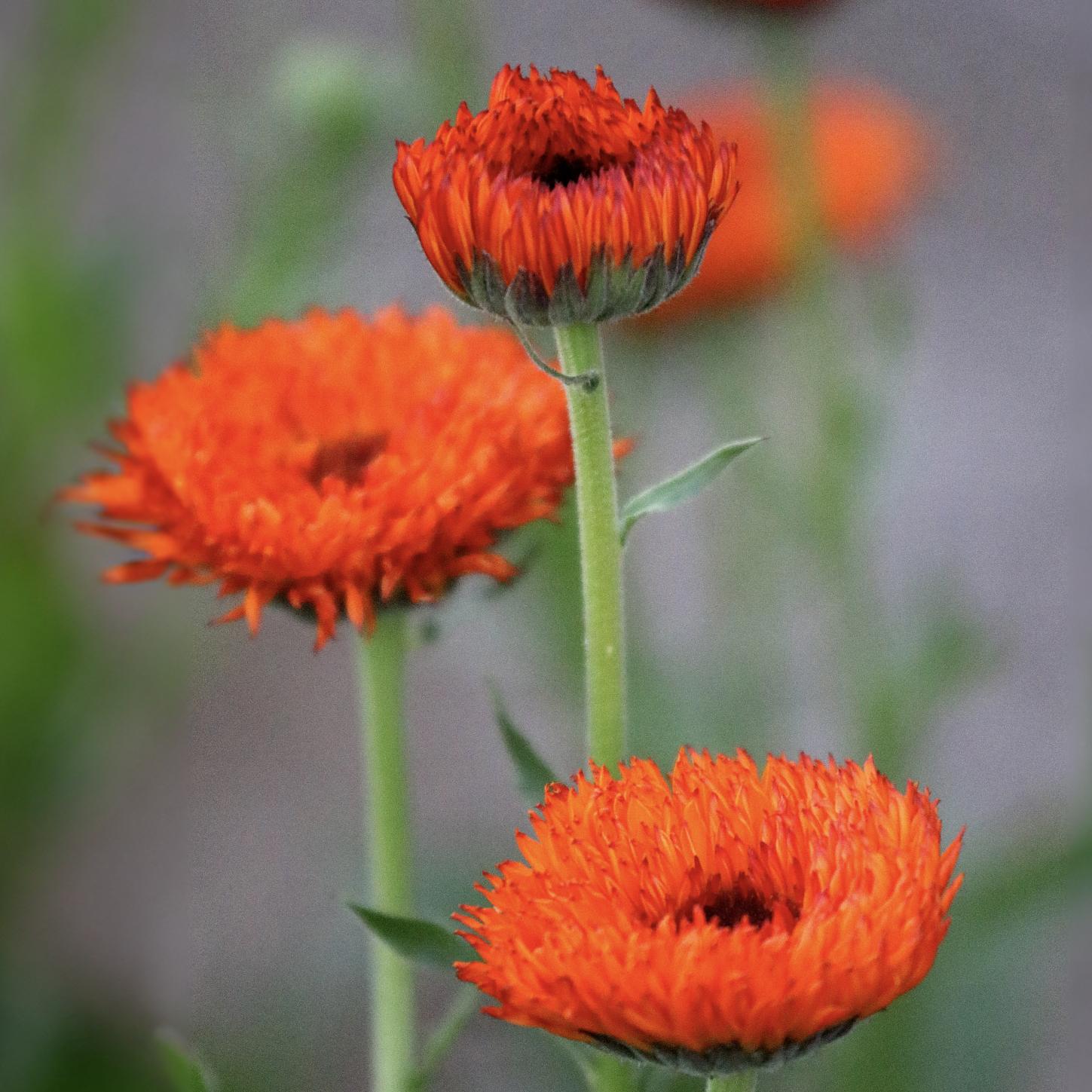 Several disk-shaped bright-orange flowers, with many tiny petals growing on tall green stems