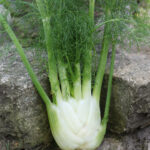 A white fennel bulb with green stalks and feathery green fennel leaves