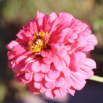 A bright pink zinnia flower with many small petals and yellow center
