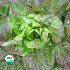 A head of loose leaf green and purple lettuce. A green and white "USDA ORGANIC" logo in the lower left corner.