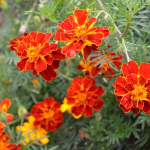 Small red and yellow marigold flowers growing on green foliage