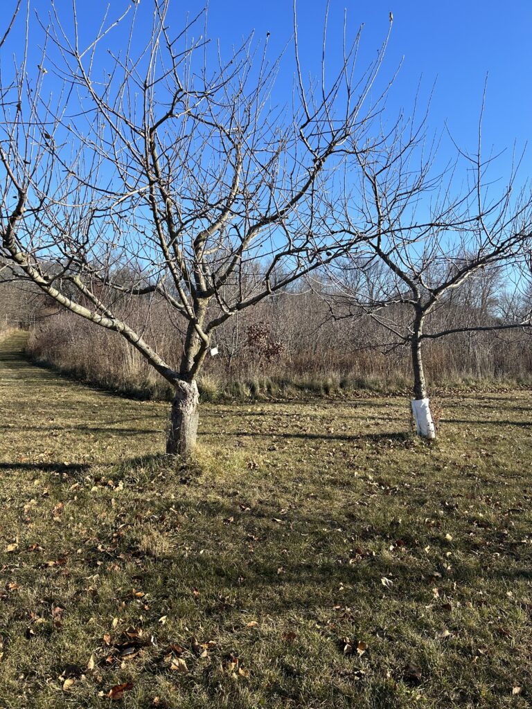 two trees next to each other. The tree on the left is slightly larger and has a subtle layer of wire mesh wrapped around its trunk. The tree on the right has a thick white Tyvek wrapped around its trunk