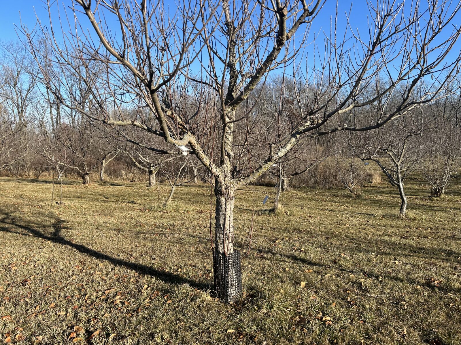 How to Prepare Fruit Trees for Winter - SeedSavers