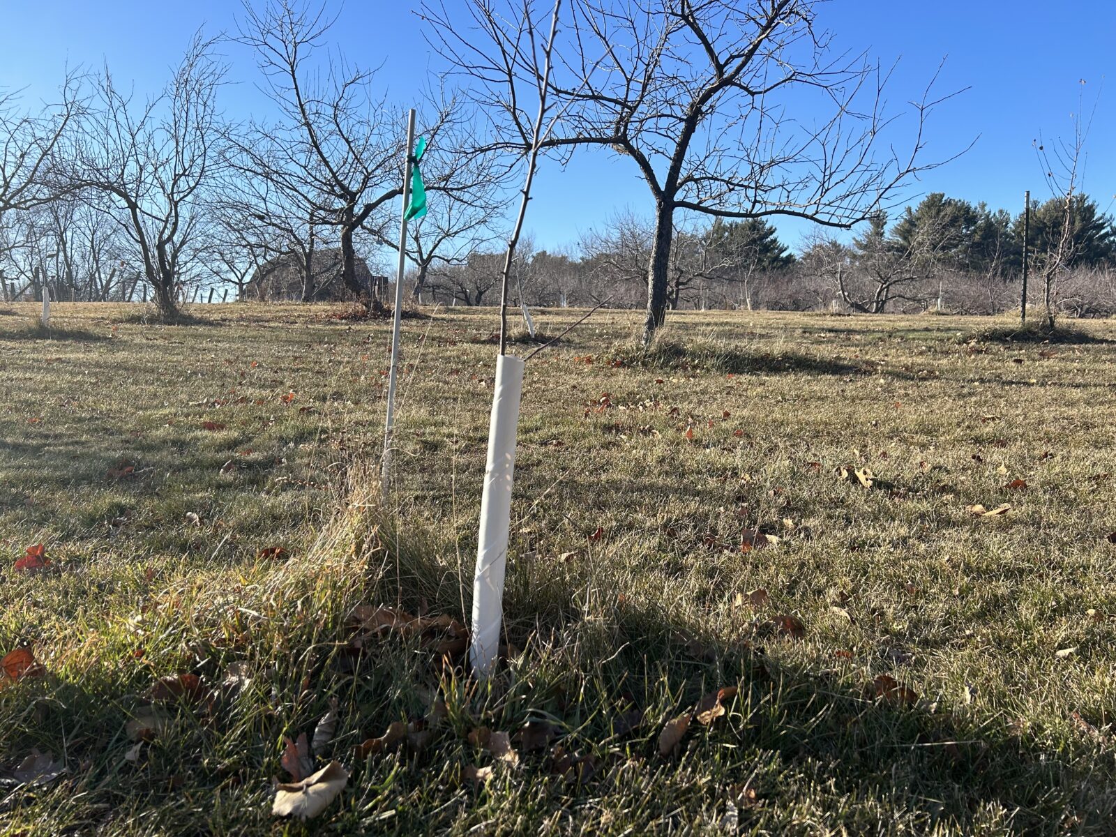 How to Prepare Fruit Trees for Winter - SeedSavers