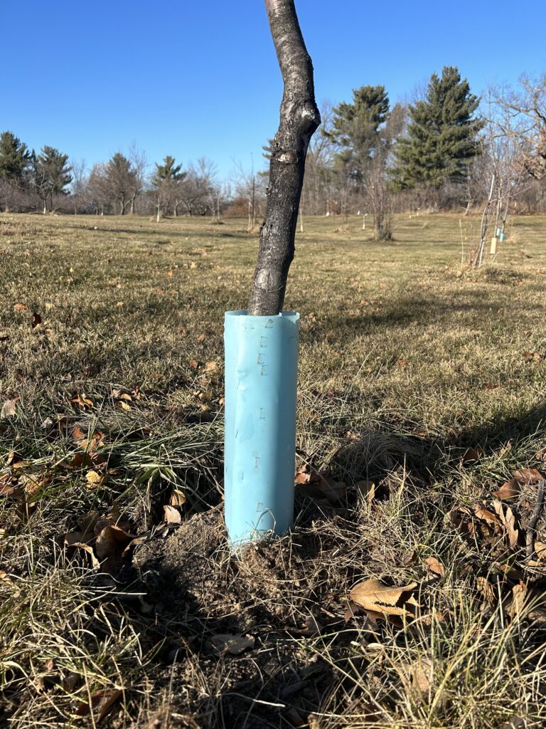 A small tree trunk with a blue plastic tube around its trunk