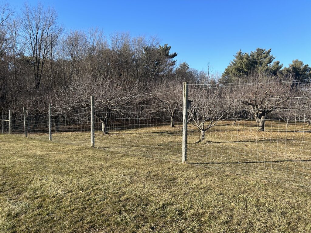 A tall fence made of wood posts and wire fencing in front of an orchard in early winter